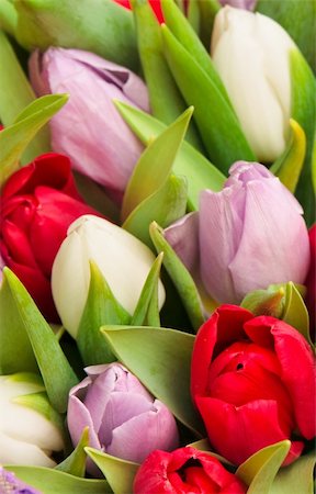 simsearch:400-04340566,k - beautiful bouquet of tulips, different colors Stockbilder - Microstock & Abonnement, Bildnummer: 400-04796895