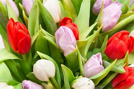simsearch:400-04340566,k - beautiful bouquet of tulips, different colors Stockbilder - Microstock & Abonnement, Bildnummer: 400-04796899