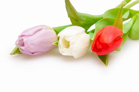 simsearch:400-04340566,k - three beautiful  tulips on white Stockbilder - Microstock & Abonnement, Bildnummer: 400-04796905