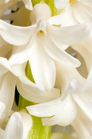 beautiful hyacinth, background texture, flowers Stock Photo - Budget Royalty-Free & Subscription, Code: 400-04796908