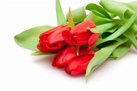 simsearch:400-04340566,k - bouquet of  beautiful red tulips Stockbilder - Microstock & Abonnement, Bildnummer: 400-04796900