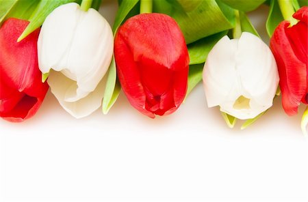 simsearch:400-04340566,k - beautiful red and white tulips Stockbilder - Microstock & Abonnement, Bildnummer: 400-04796902