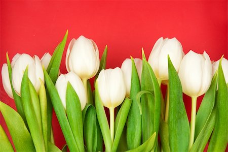 simsearch:400-04340566,k - beautiful white tulips on red Stockbilder - Microstock & Abonnement, Bildnummer: 400-04796903