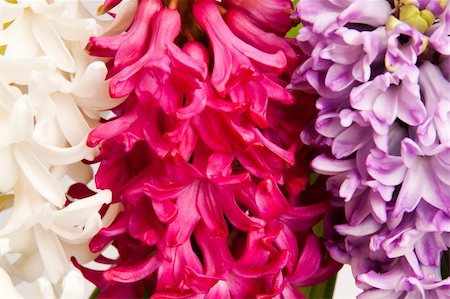 beautiful hyacinth, background texture, flowers Stock Photo - Budget Royalty-Free & Subscription, Code: 400-04796910