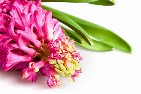 one beautiful  hyacinth on white Stock Photo - Budget Royalty-Free & Subscription, Code: 400-04796911