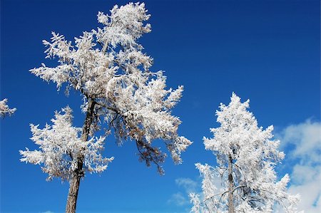 simsearch:400-05270586,k - Scenery of white rime with blue sky as background in winter Foto de stock - Super Valor sin royalties y Suscripción, Código: 400-04797121