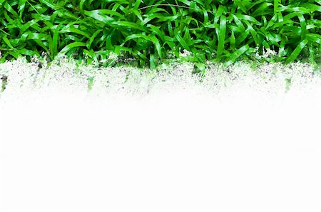 simsearch:400-08775485,k - Green grass Stock Photo - Budget Royalty-Free & Subscription, Code: 400-04797506