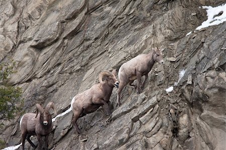 simsearch:400-04262308,k - Bighorn sheeps during winter Stock Photo - Budget Royalty-Free & Subscription, Code: 400-04797719