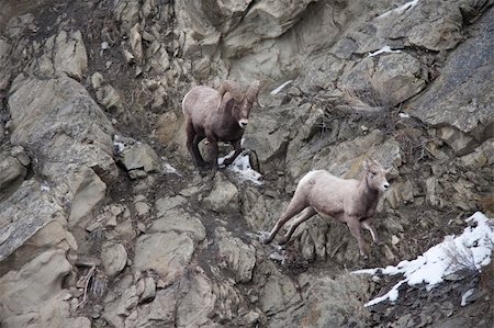 simsearch:400-04262308,k - Bighorn sheeps during winter Stock Photo - Budget Royalty-Free & Subscription, Code: 400-04797720