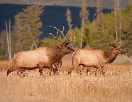 simsearch:400-05013206,k - Elks during fall Stock Photo - Budget Royalty-Free & Subscription, Code: 400-04797723