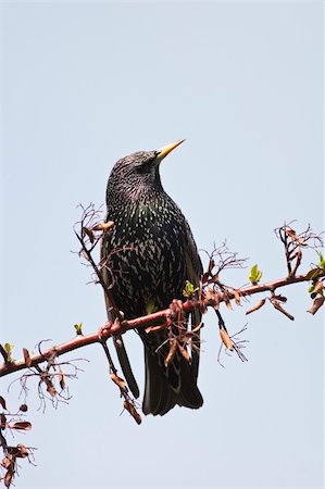 estornino - starling bird (sturnus vulgaris) on branch tree Foto de stock - Super Valor sin royalties y Suscripción, Código: 400-04797777