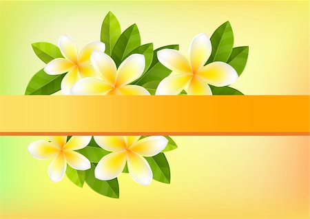 Tropic orange background with frangipani and green leaves Fotografie stock - Microstock e Abbonamento, Codice: 400-04798372