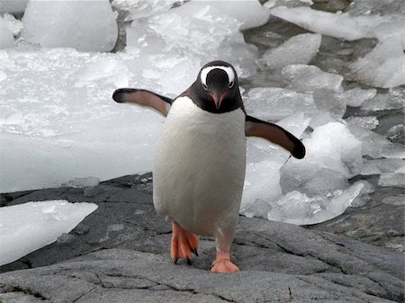 Penguins from the antarctic region Photographie de stock - Aubaine LD & Abonnement, Code: 400-04798949