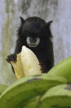 Monkeys from the amazon region Photographie de stock - Aubaine LD & Abonnement, Code: 400-04798942