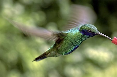 Hummingbirds from the Amazonic jungle region Stock Photo - Budget Royalty-Free & Subscription, Code: 400-04798954