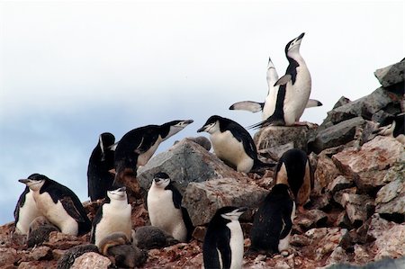 simsearch:400-06069156,k - Penguins from the antarctic region Foto de stock - Super Valor sin royalties y Suscripción, Código: 400-04798953