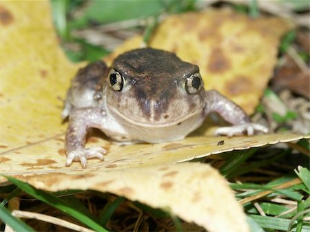 simsearch:400-04305245,k - Spadefoot Toad (Scaphiopus holbrookii) at Horseshoe Lake State Fish and Wildlife Area in southern Illinois. Foto de stock - Super Valor sin royalties y Suscripción, Código: 400-04799120