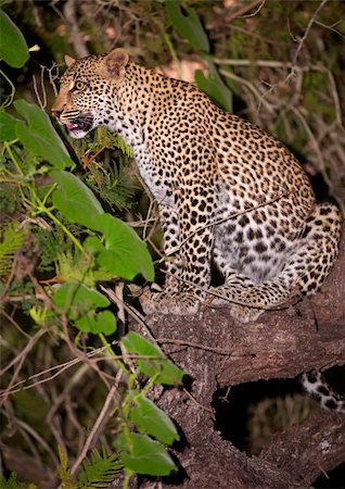 picture of cat sitting on plant - Leopard (Panthera pardus) sitting alert on the tree in nature reserve in South Africa. Night shot Stock Photo - Budget Royalty-Free & Subscription, Code: 400-04799736