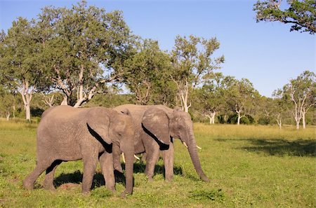 simsearch:400-04378395,k - Two large elephants standing in the nature reserve in South Africa Stock Photo - Budget Royalty-Free & Subscription, Code: 400-04799737