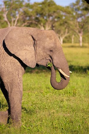elephant eat leaf - Large elephant bull eating in the nature reserve in South Africa Stock Photo - Budget Royalty-Free & Subscription, Code: 400-04799738