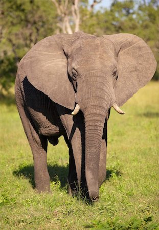 simsearch:400-04378395,k - Large elephant bull standing in grass in the nature reserve in South Africa Stock Photo - Budget Royalty-Free & Subscription, Code: 400-04799739