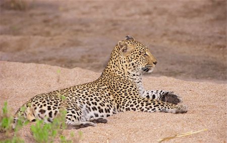simsearch:400-04808529,k - Leopard (Panthera pardus) resting on sand in nature reserve in South Africa Stockbilder - Microstock & Abonnement, Bildnummer: 400-04799744