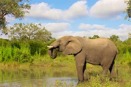 simsearch:400-04378395,k - Large elephant bull standing in water in the nature reserve Stock Photo - Budget Royalty-Free & Subscription, Code: 400-04799745