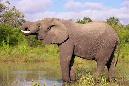 simsearch:400-04378395,k - Large elephant bull drinking water in the nature reserve in South Africa Stock Photo - Budget Royalty-Free & Subscription, Code: 400-04799746