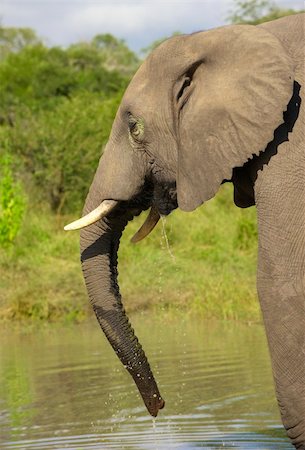simsearch:400-04378419,k - Large elephant bull eating in the nature reserve in South Africa Photographie de stock - Aubaine LD & Abonnement, Code: 400-04799747