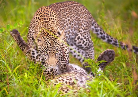 simsearch:400-04808529,k - Two Leopards (Panthera pardus) playing in savannah in nature reserve in South Africa Stockbilder - Microstock & Abonnement, Bildnummer: 400-04799740