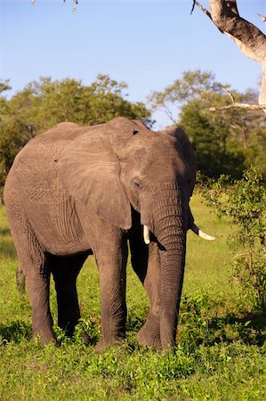 simsearch:400-04378419,k - Large elephant bull standing in the grass in the nature reserve in South Africa Photographie de stock - Aubaine LD & Abonnement, Code: 400-04799741