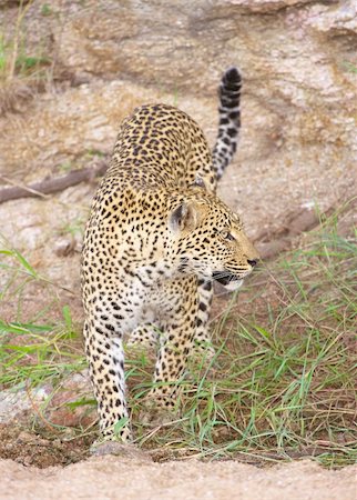 simsearch:400-04808529,k - Leopard (Panthera pardus) walking in rocky area in nature reserve in South Africa Stockbilder - Microstock & Abonnement, Bildnummer: 400-04799743