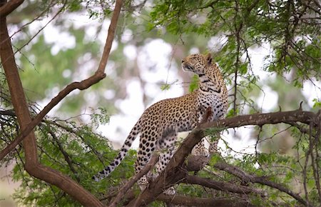 simsearch:400-04295912,k - Leopard (Panthera pardus) standing on the tree smelling the air in nature reserve in South Africa Foto de stock - Super Valor sin royalties y Suscripción, Código: 400-04799756