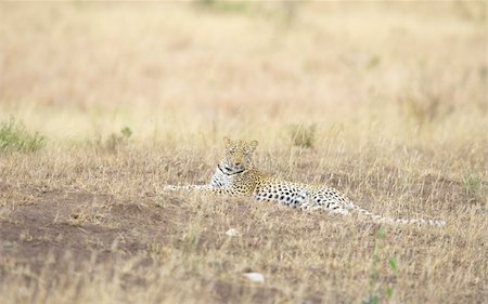 simsearch:400-04808529,k - Leopard (Panthera pardus) resting in savannah in nature reserve in South Africa Stockbilder - Microstock & Abonnement, Bildnummer: 400-04799757