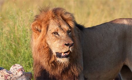 Single male lion (panthera leo) with lots of scratches and blood on his face eating on carcass in savannah in South Africa Stock Photo - Budget Royalty-Free & Subscription, Code: 400-04799769