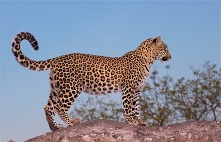 simsearch:400-04808529,k - Leopard (Panthera pardus) standing alert on the tree in Sabi Sand nature reserve in South Africa Stockbilder - Microstock & Abonnement, Bildnummer: 400-04799773