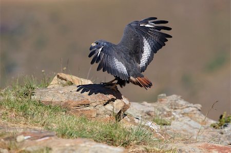 simsearch:400-05332384,k - Jackal Buzzard (Buteo rufofuscus) sitting on the rock in South Africa Fotografie stock - Microstock e Abbonamento, Codice: 400-04799782