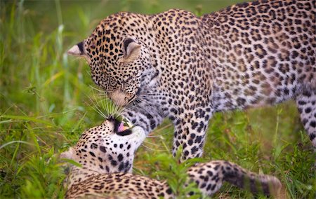 simsearch:400-04295912,k - Couple of leopards (Panthera pardus) playing with each other in savannah in nature reserve in South Africa. Grass infront of the camera Foto de stock - Super Valor sin royalties y Suscripción, Código: 400-04799796