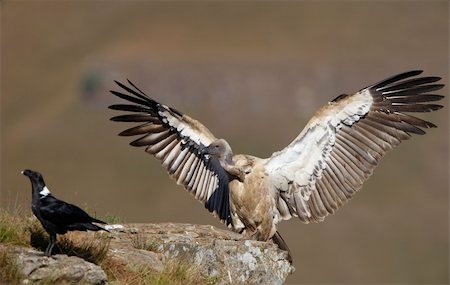 The Cape Griffon or Cape Vulture (Gyps coprotheres) and White-necked Raven (Corvus albicollis) sitting on the mountain in South Africa. Foto de stock - Super Valor sin royalties y Suscripción, Código: 400-04799790