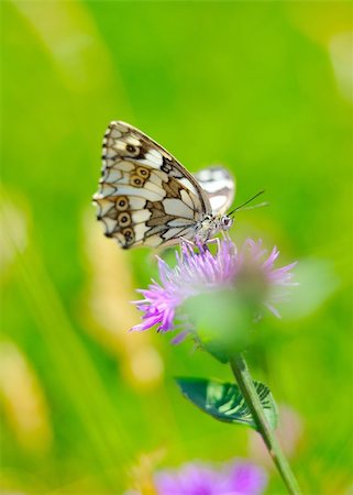 simsearch:400-06084186,k - Beautiful butterfly sitting on a flower in a green garden. blurred background Foto de stock - Royalty-Free Super Valor e Assinatura, Número: 400-04799793