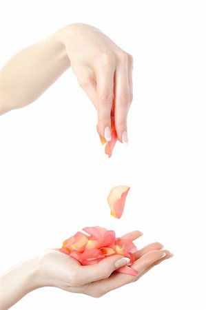 simsearch:400-06061806,k - Beautiful hand with perfect french manicure on treated nails holding rose flower petals. isolated on white background Stock Photo - Budget Royalty-Free & Subscription, Code: 400-04799803