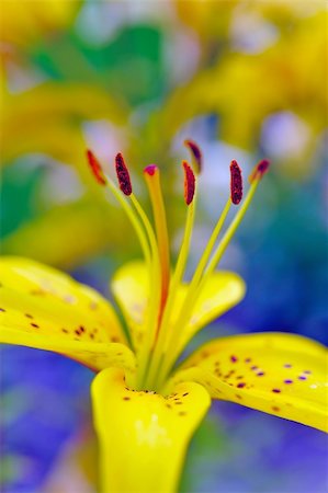 simsearch:841-02946335,k - Beautiful yellow lilly flower outdoors. blurred background Fotografie stock - Microstock e Abbonamento, Codice: 400-04799814