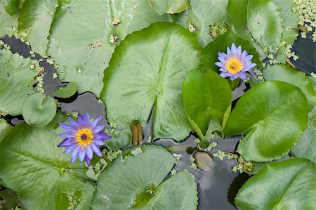 simsearch:400-04017981,k - Two lilies with green sheet grow from water Photographie de stock - Aubaine LD & Abonnement, Code: 400-04799866