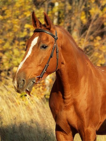 portrait of red horse outdoor sunny day fall Foto de stock - Royalty-Free Super Valor e Assinatura, Número: 400-04799986