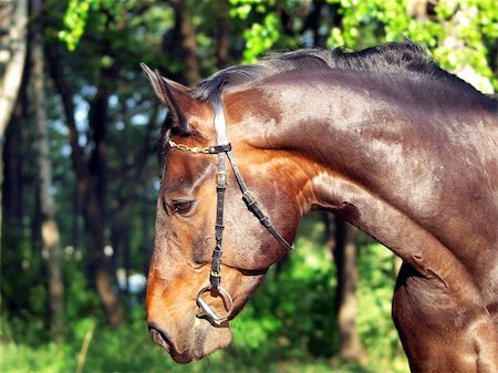 portrait of bay horse outdoor sunny day Foto de stock - Super Valor sin royalties y Suscripción, Código: 400-04799982