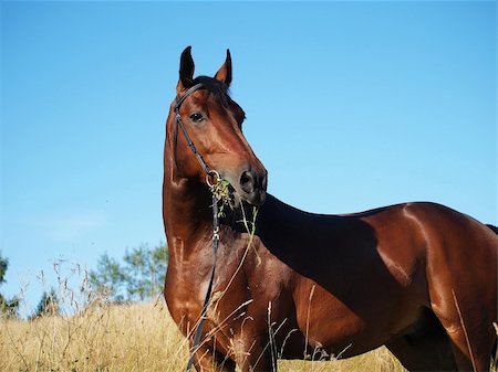 portrait of bay horse outdoor sunny day Foto de stock - Super Valor sin royalties y Suscripción, Código: 400-04799983