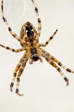 simsearch:640-02770439,k - an image of Garden spider on spiderweb Foto de stock - Super Valor sin royalties y Suscripción, Código: 400-04799998