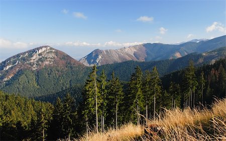 simsearch:400-07245923,k - Wooded mountain valley with the sky towering spruces Stock Photo - Budget Royalty-Free & Subscription, Code: 400-04790138