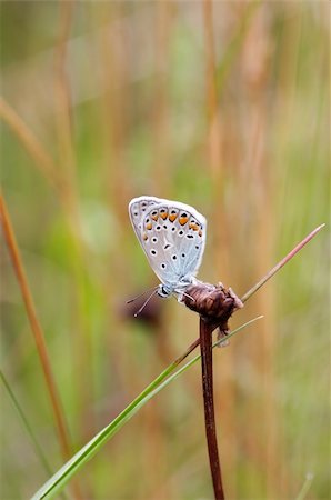 satyr - Detail (close-up) of the satyrid butterfly - meadow brown Stockbilder - Microstock & Abonnement, Bildnummer: 400-04790341