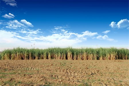 sugar cane field - Sugarcane in Thailand Photographie de stock - Aubaine LD & Abonnement, Code: 400-04790507